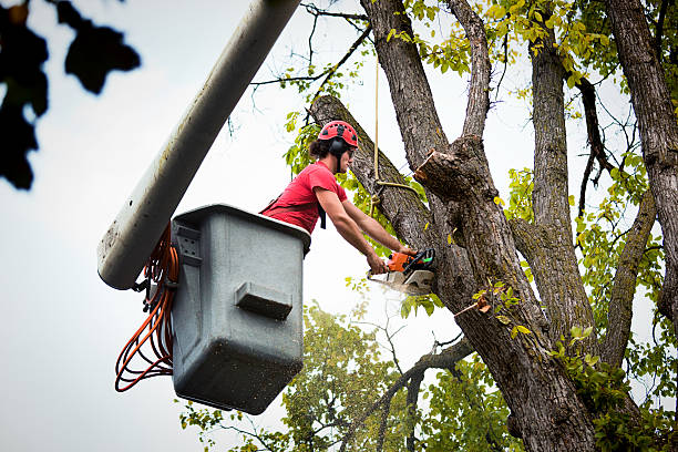 Best Storm Damage Tree Cleanup  in Drexel Hill, PA